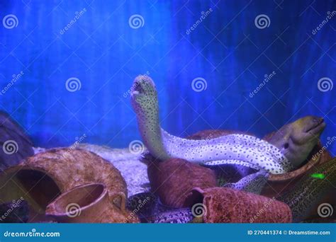 Black Spotted Naked Breasted Eel Stock Photo Image Of Snake Aquarium