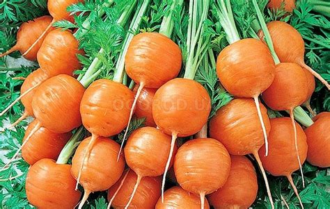 Как сажать семена моркови - рекомендации для получения превосходного урожая