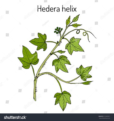 English Ivy Hedera Helix Ornamental Medicinal Stock Vector Royalty Free 512845021 Shutterstock