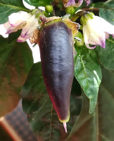 Hot Pepper Plant Growth Stages A Guide For Beginners