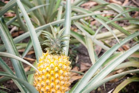 How To Care For A Pineapple Plant - Garden.eco