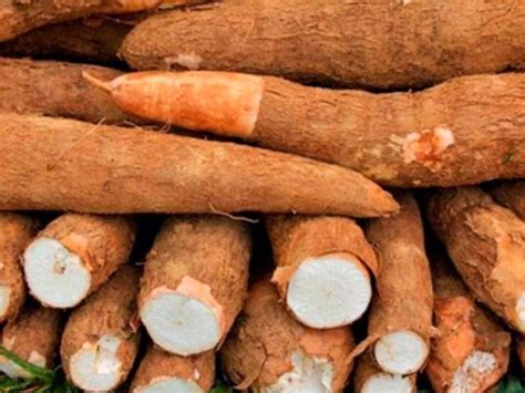 La Yuca qué es historia cultivo valor nutricional usos recetas