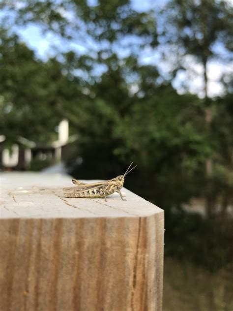 🔥 A Picture Of A Grasshopper I Took Yesterday 🔥 R Natureisfuckinglit