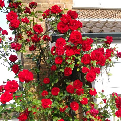 About rose Santana: description of climbing hybrid tea rose