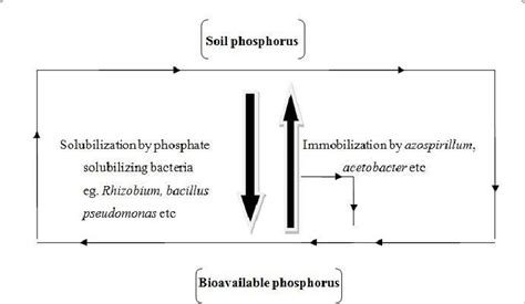 Solubilization Of Soil Phosphorus By Rhizobacteria Download High