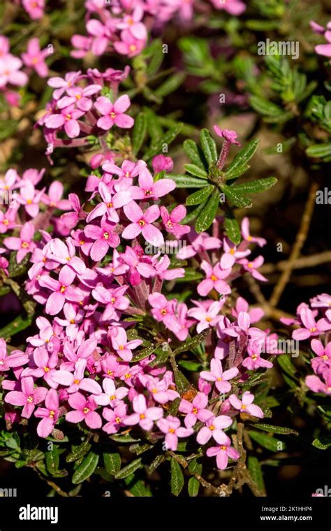 Rose Daphne Cneorum Flowers Garland Flower Daphne Ground Cover