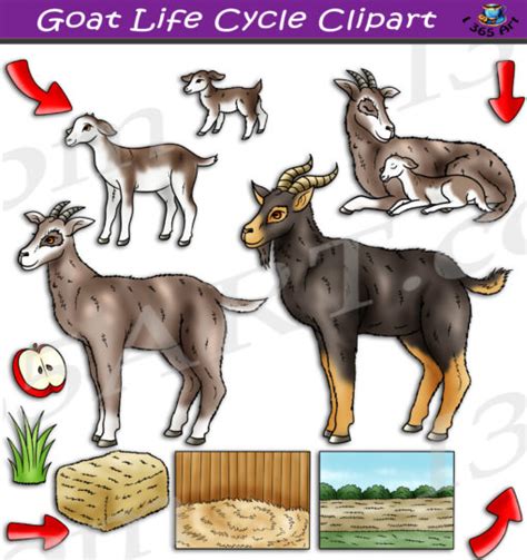 Goat Life Cycle Clipart Set Download - Clipart 4 School