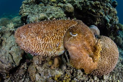 Broadclub Cuttlefish On Reef In Indonesia Stock Photo Image Of