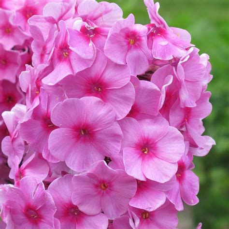 Phlox Paniculata Bright Eyes Phlox Bright Eyes In Gardentags Plant