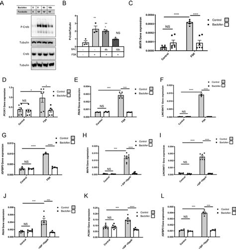 Effects Of Baclofen Treatment On Ecn90 A B Western Blot And Download Scientific Diagram