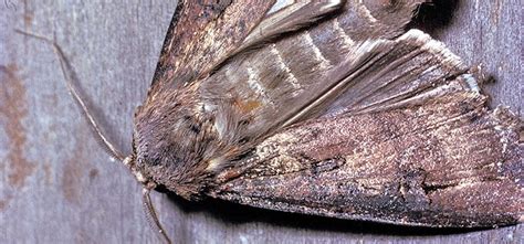 Monitoring Bogong Moth Population Change