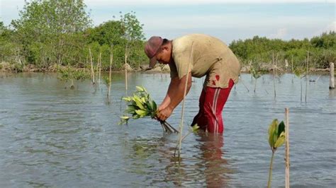 Rehabilitasi Mangrove Dapat Meningkatkan Produktivitas Tambak