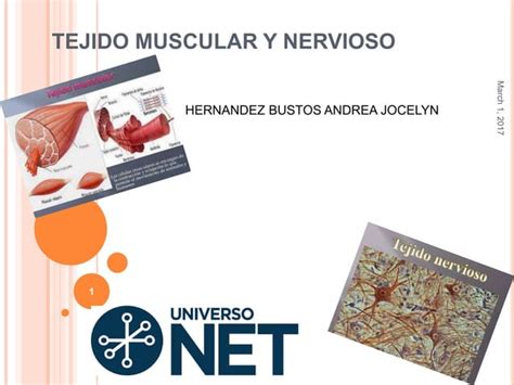 Tejido Muscular Y Nervioso Ppt