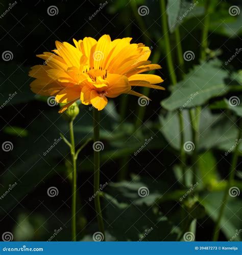 黄色春黄菊 库存图片 图片 包括有 庭院 柔软 字段 春天 本质 花瓣 雄芯花蕊 植物群 39487273