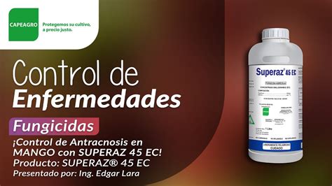 ¡control De Antracnosis En Mango Con Superaz 45 Ec Youtube