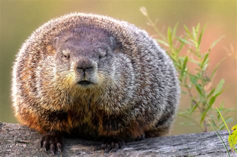 Groundhog Day Punxsutawney Phil Predicts Early Spring