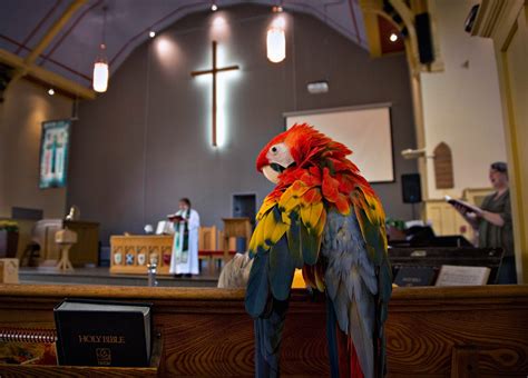 Take Your Pet To Church Day Animals Blessed In Honor Of St Francis