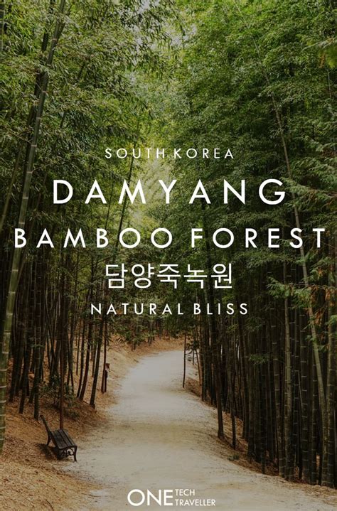 Hidden Beauty Of Damyang Bamboo Forest Korea One Tech Traveller