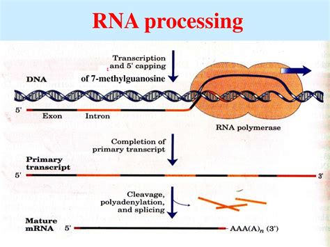 Dna Rna Protein презентация онлайн