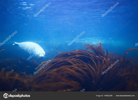 Beautiful laminaria seaweed — Stock Photo © xload #168652296