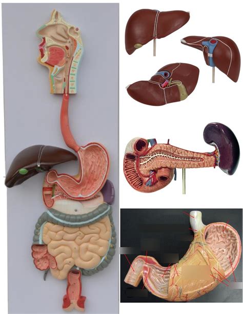 Digestive Organs Diagram Quizlet