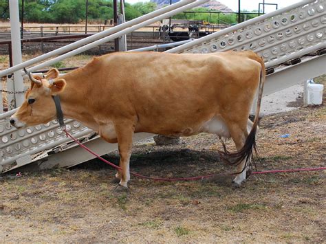 Naked Cow Dairy Reviving A Buttery Oahu Tradition