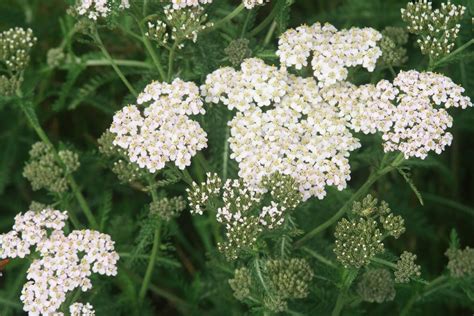 Yarrow Trimming Guide: Learn How To Prune Yarrow Plants