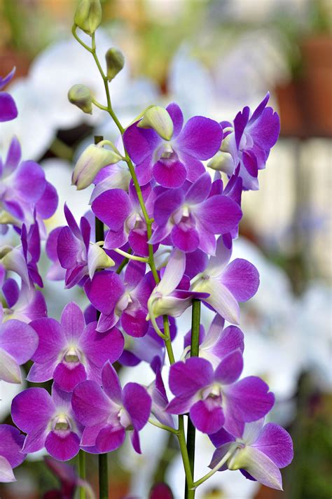 Descubra Kuva Orchid E Dendrobium Phalaenopsis Thptnganamst Edu Vn