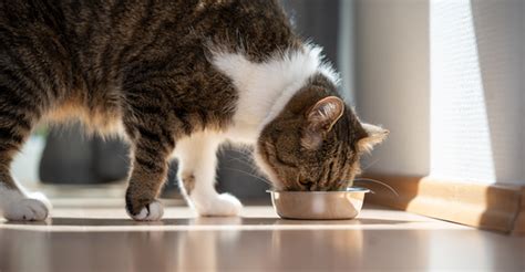 New Oral Diabetes Medication For Cats Requires Careful Case Selection