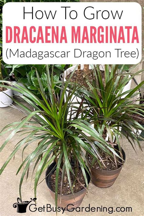 Dracaena Marginata Care Guide How To Grow Madagascar Dragon Tree