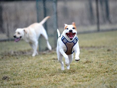 Portare Il Cane Al Parco I Consigli Da Tenere A Mente