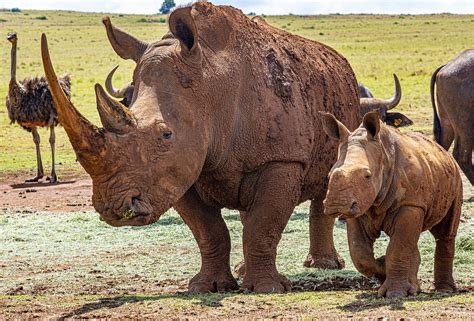 Rhinos Africa Rhinoceros - Free photo on Pixabay - Pixabay