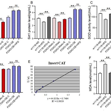 The Sirt1 FOXO Pathways Activity And Lipotoxicity In Skeletal Muscle