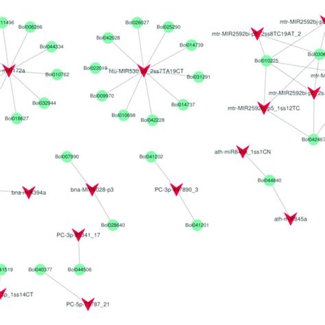 The Interaction Network Of Mirna And Target Genes In Plant Hormone