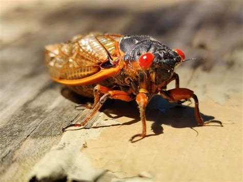 How Do Cicadas Make Noise? The Fascinating Process