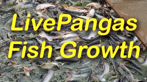 II Biofloc II Live PANGASIUS fish Growth After 60 Days l 60 दन बद