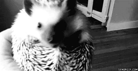 hedgehog funny gif | WiffleGif