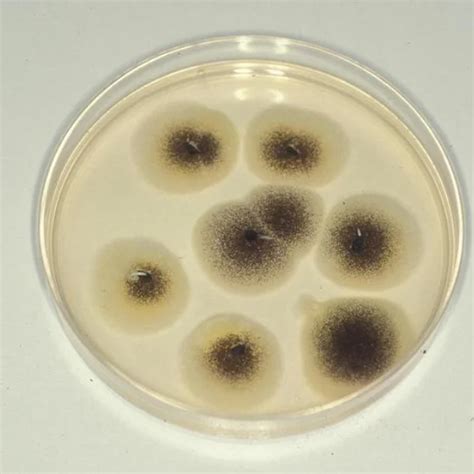 Is Aspergillus Penicillium Toxic for Humans in a House