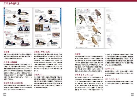 日本で見られる野鳥をほぼ網羅！【♪鳥くんの比べて識別！野鳥図鑑670 第4版】ついに発売！ 株式会社 文一総合出版のプレスリリース