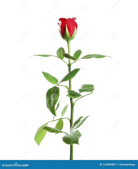 Red long stem rose stock image. Image of flower, elegance - 124899887