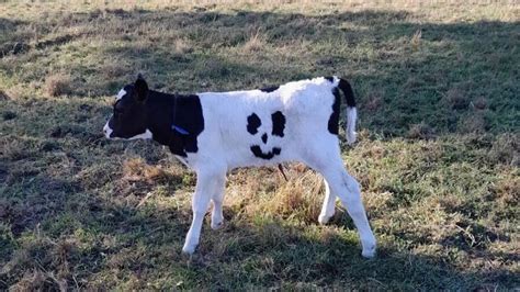 Calf Born With Smiley Face On Tummy Spared Abattoir After Being