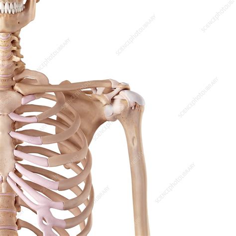 Human Shoulder Ligaments Stock Image F015 7757 Science Photo Library