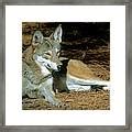 Red Wolf Canis Rufus Photograph By Millard H Sharp Fine Art America