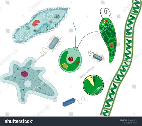 Set Microscopic Unicellular Organisms Protozoa Paramecium Stock Vector Royalty Free 2100033133