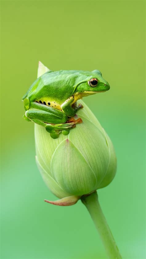 Amphibian Frog On Lotus Flower Bird In Green Background 4k Hd Frog