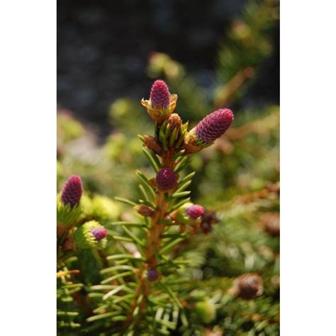 Picea Abies Pusch Pusch Norway Spruce Broken Arrow Nursery