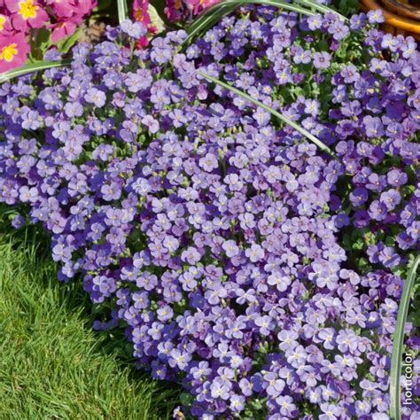 Aubriete Royal Violet Vivaces Pour Bordures Et Rocailles Meilland