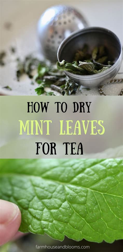 Fresh mint leaves – Artofit