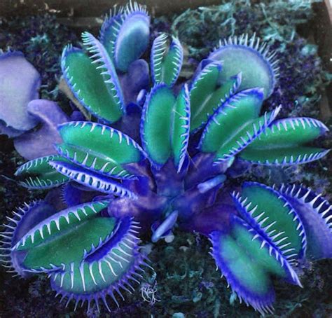 Technology Tecnología Egrow 100 PCS Garden Potted Blue Insectivorous