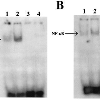 Constitutive Dna Binding Activity Of Nf B In Kb And Kb Cells Nuclear